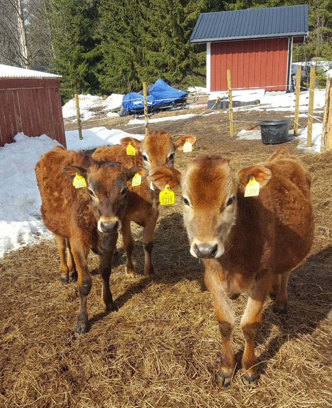 Våra 3 supermysiga Jersey kalvar.